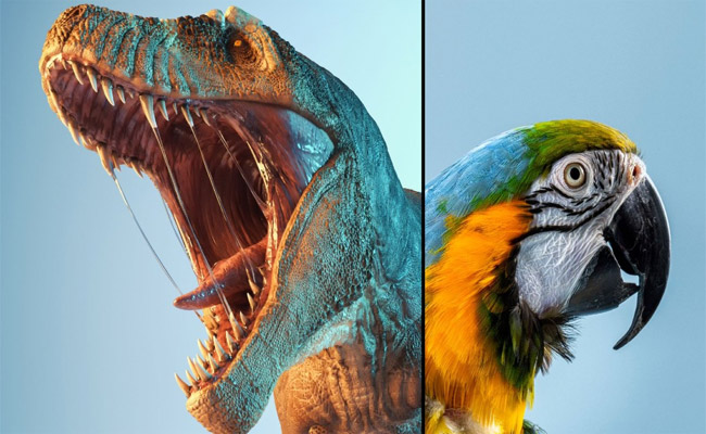 birds.jpg