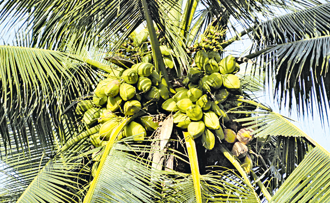 coconut.jpg