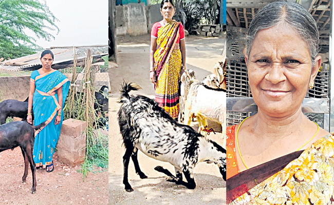 ysr.jpg
