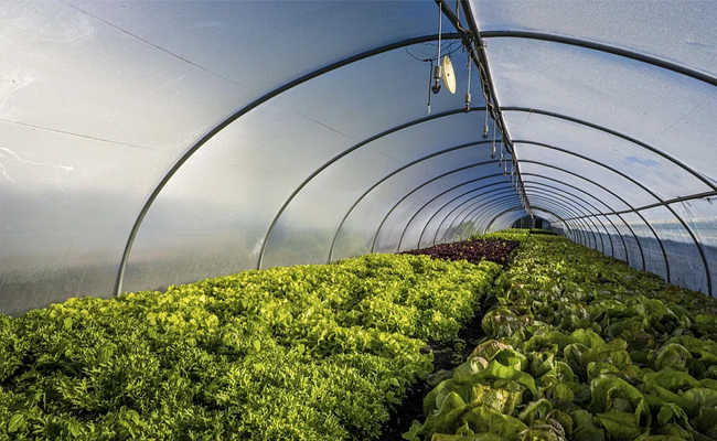 agri01.jpg