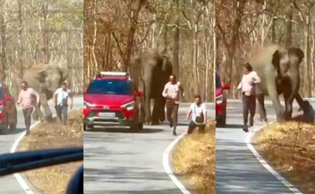 elephant-selfie.jpg