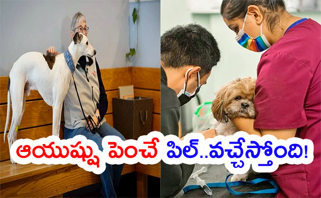 A-New-Drug-That-Could-Extend-Dogs.jpg