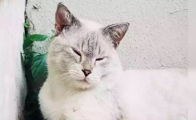 Man-Eats-Raw-Cat.jpg