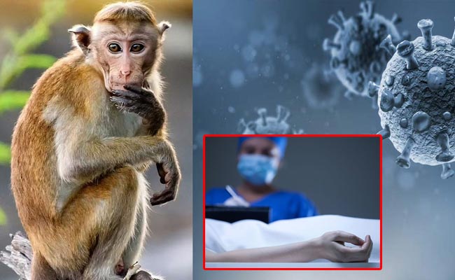 Monkey-fever.jpg