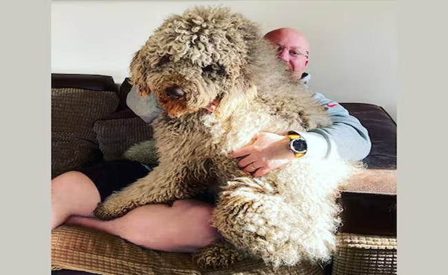 pet-dog.jpg