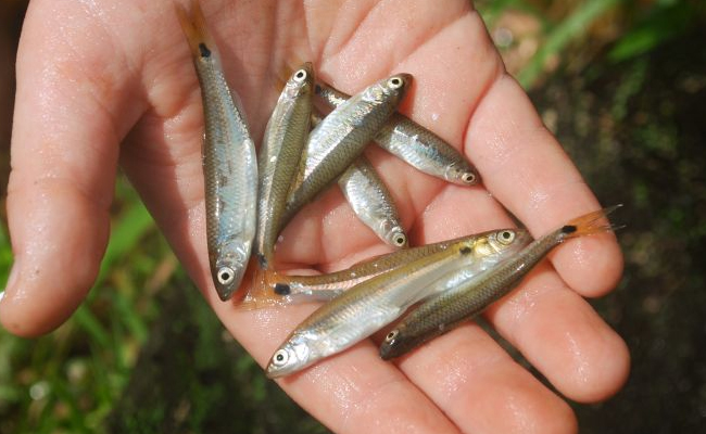 shinerfish.jpg