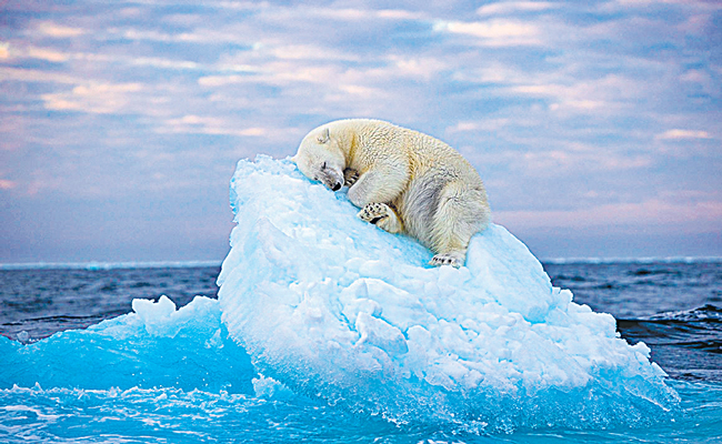 WPY-POLAR-BEAR-FULL-WIDTH.jpg