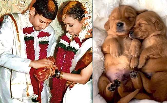 mahesh_namrathaweddinganniversary.jpg