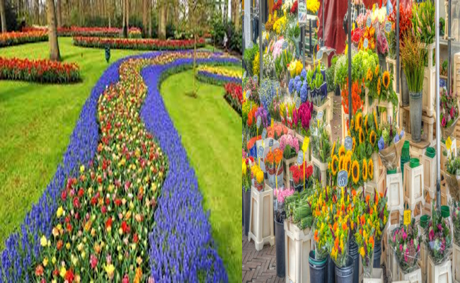 Flower1.jpg