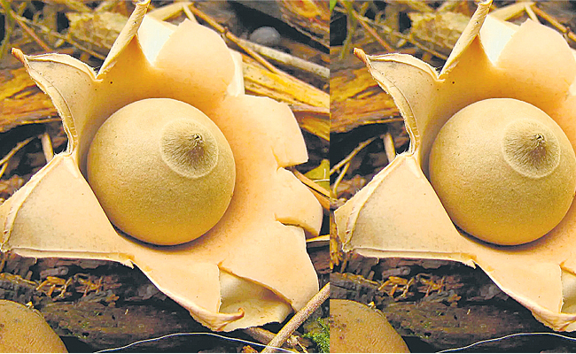 vichitra-putta-godugu.jpg