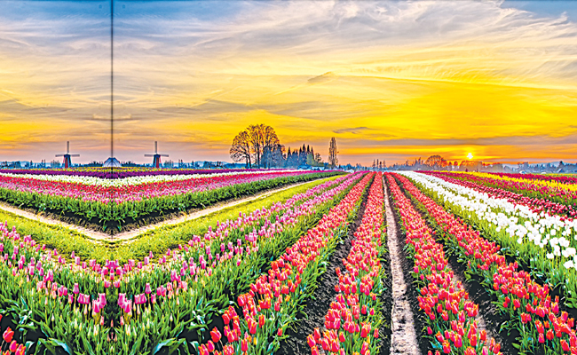 tulip.jpg