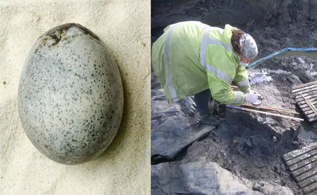 egg.jpg