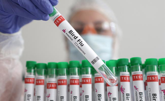 Bird-Flu.jpg
