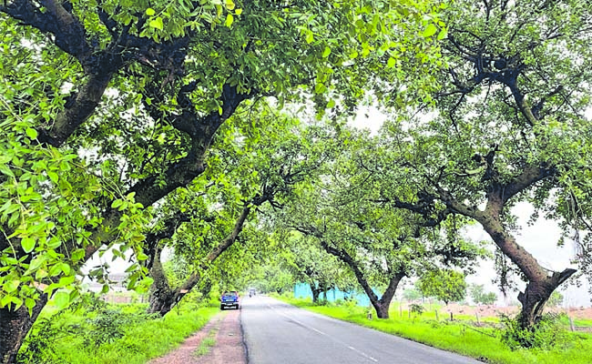 banyan_20trees.jpg