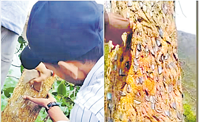 tree-coin.jpg