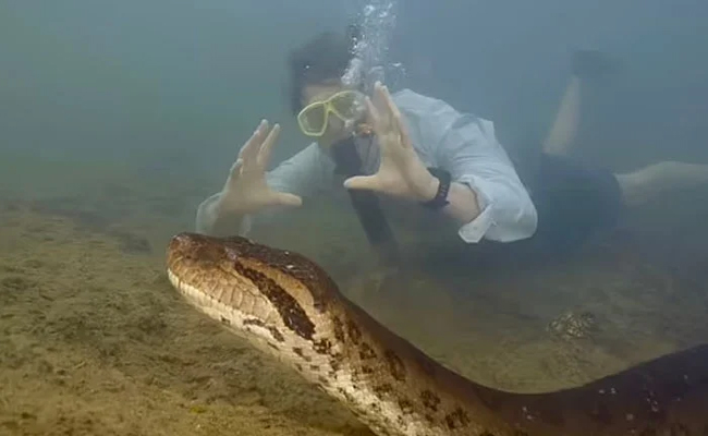Anaconda.jpg