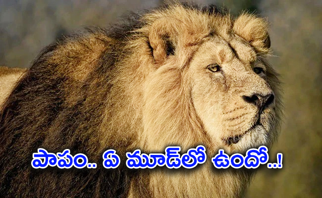 Lion.jpg
