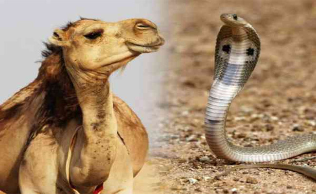 camel.jpg