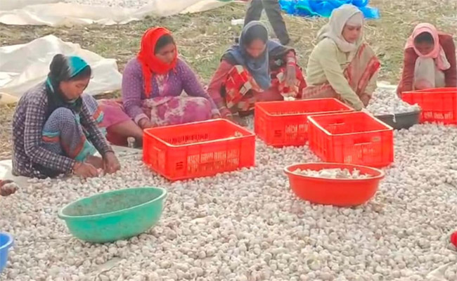 garlic-profit.jpg