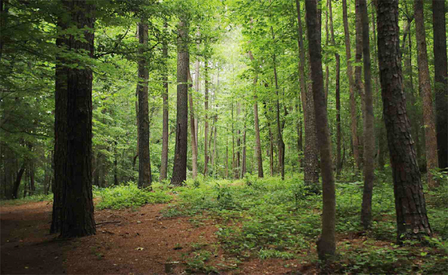 forest.jpg