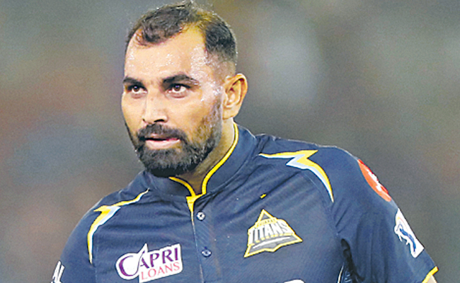 shami.jpg