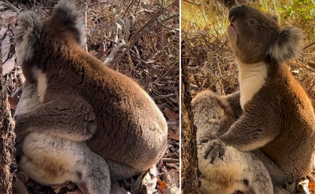 Koala.jpg