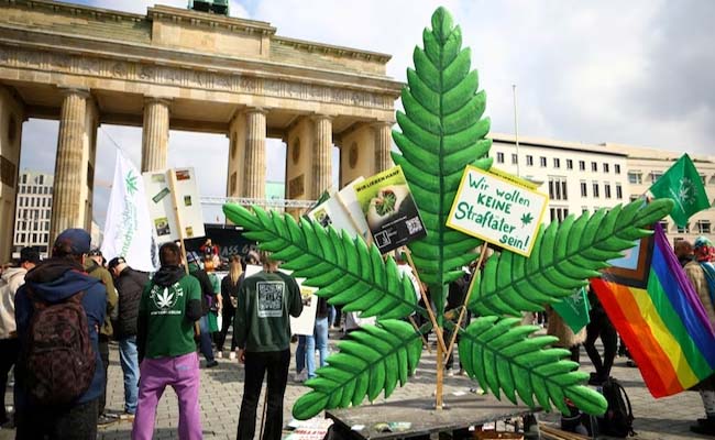 kannabis.jpg