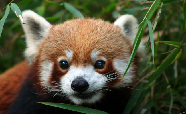 red-panda.jpg