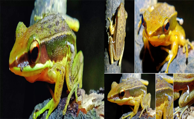 frog.jpg