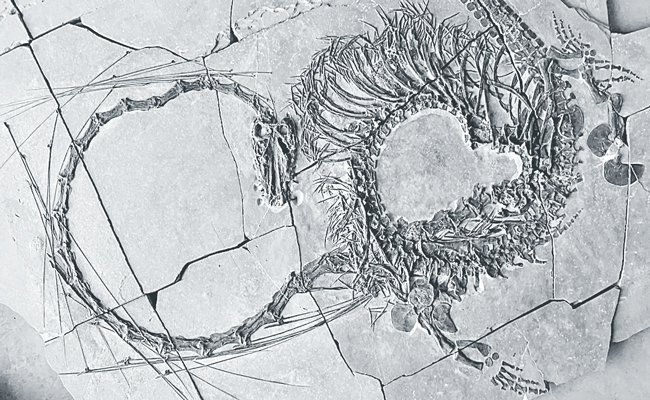 24-CRORE-YEAR-OLD-FOSSIL.jpg