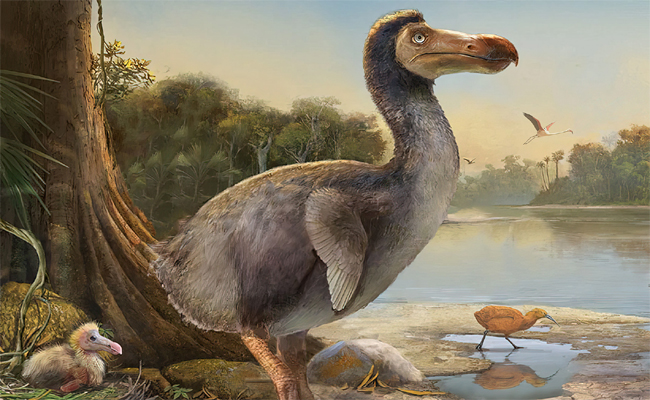 dodo.jpg