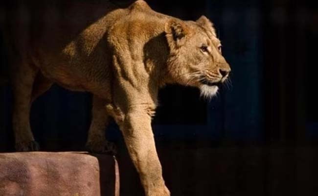 tripura_20lions.jpg