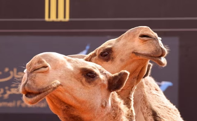 camel.jpg