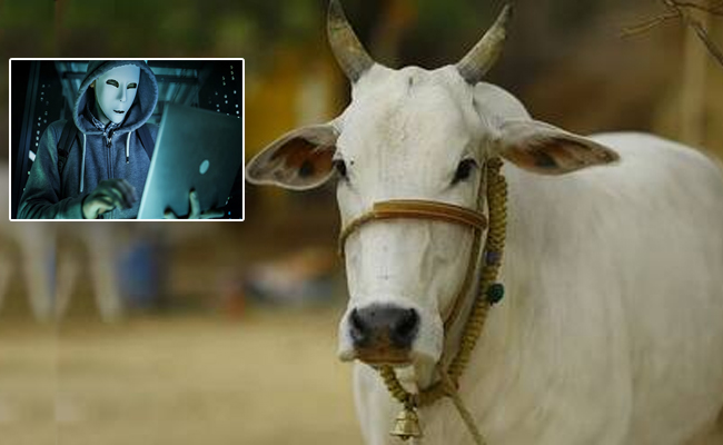 cow01.jpg