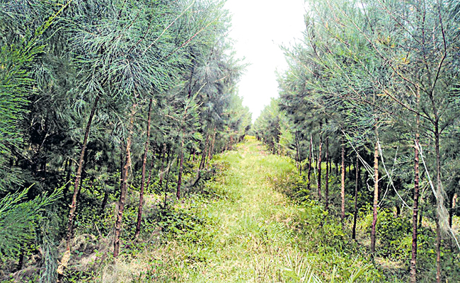 forest.jpg