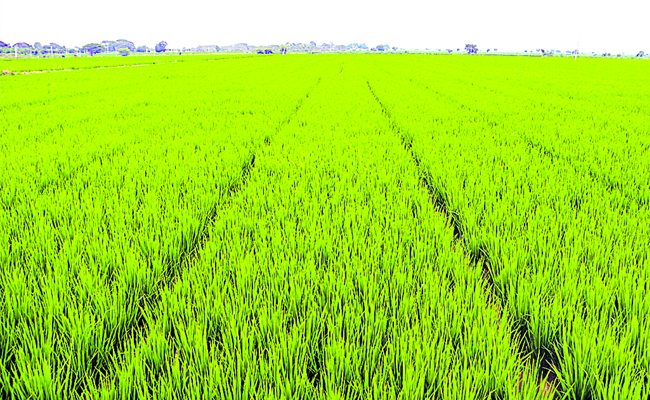 PADDY_2011.jpg