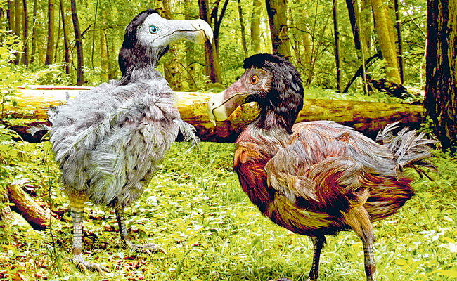 Dodo-Species.jpg