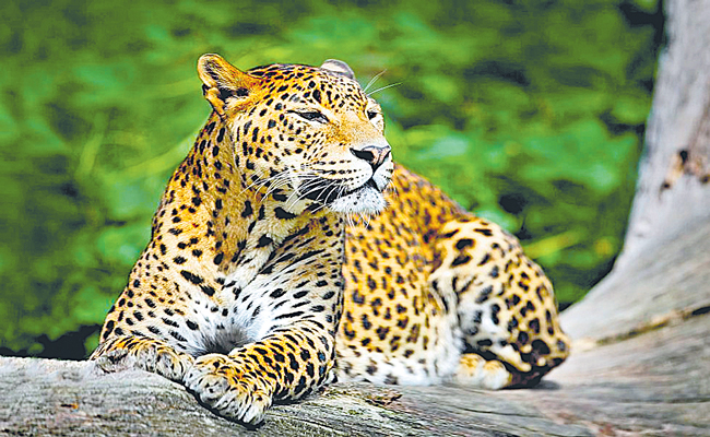 INDIAN-LEOPARD.jpg