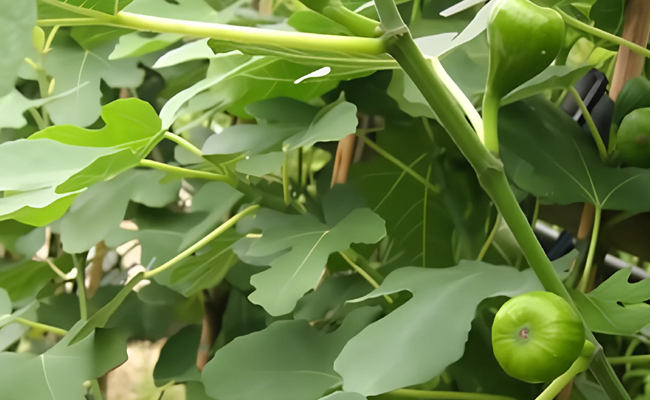 anjeerleaf.jpg