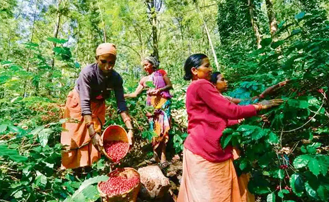 Araku-Coffee.jpg