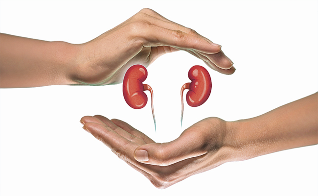 Kidney444.jpg