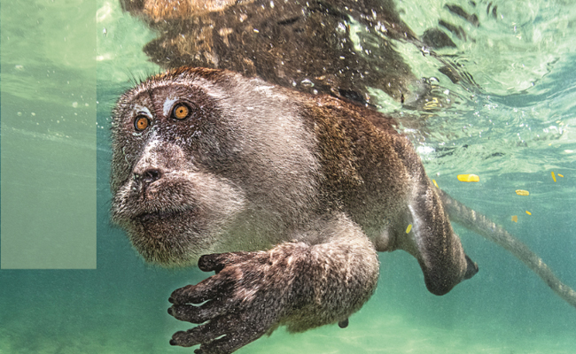 Monkey.jpg