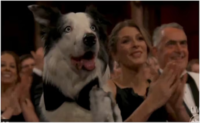 dog.jpg