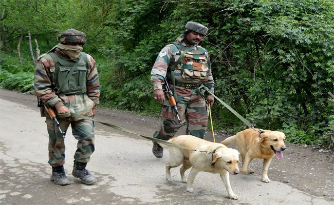army-dog.jpg