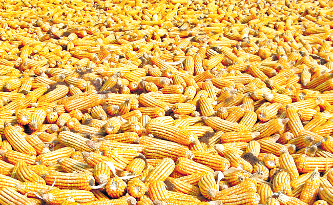 corn.jpg
