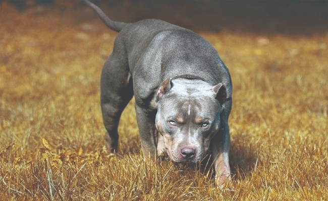 dog.jpg