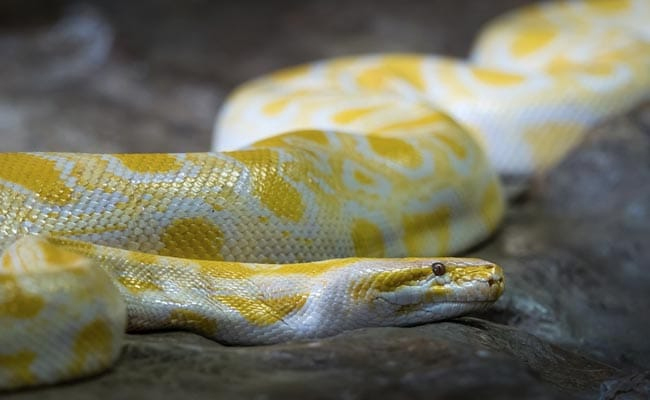 python.jpg