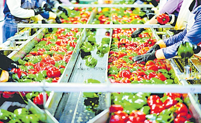 FOOD-PROCESSING_C-1.jpg