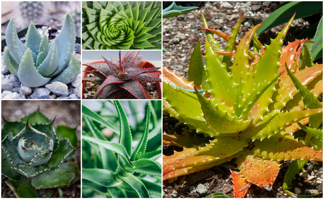 aloe.jpg