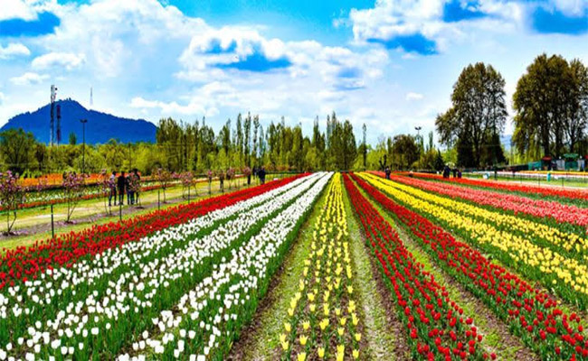 tulip.jpg